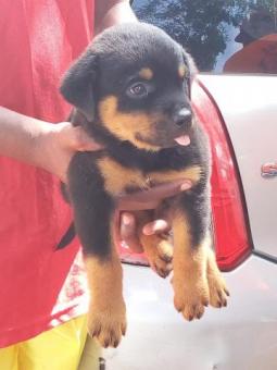 Rottweiler cabeça de touro 