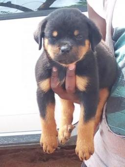 Rottweiler cabeça de touro 