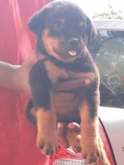 Rottweiler cabeça de touro 